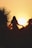 silhouette of woman standing near tree sunset