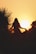 silhouette of woman standing near tree sunset