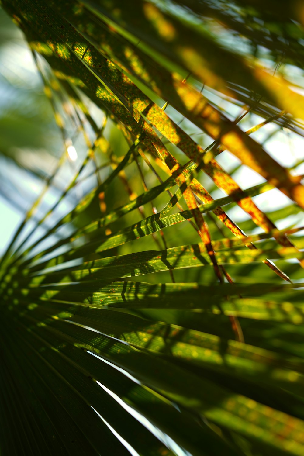 close-up photo of fan palm