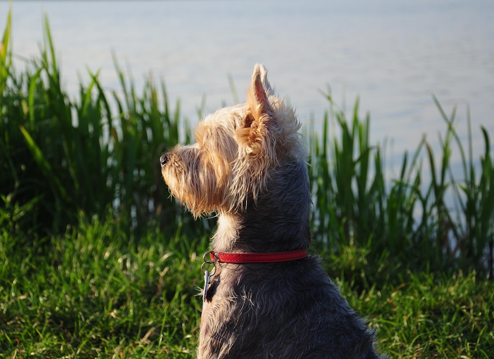 long-coated dog with red color sitting near green grasses