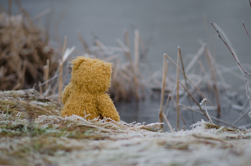 bear plush toy on grass