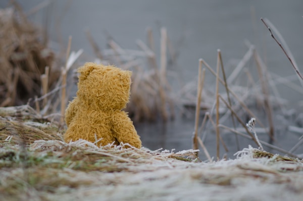 bear plush toy on grass