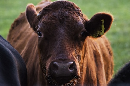 A close-up image of a brown cow with a yellow ear tag on a green field. The cow looks directly at the camera, with its large eyes and ears clearly visible. Some small flies are present around the cow.