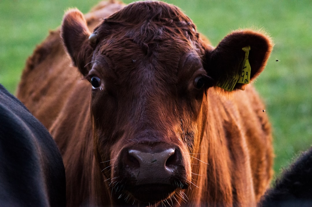 selective focus photograph of brown cow