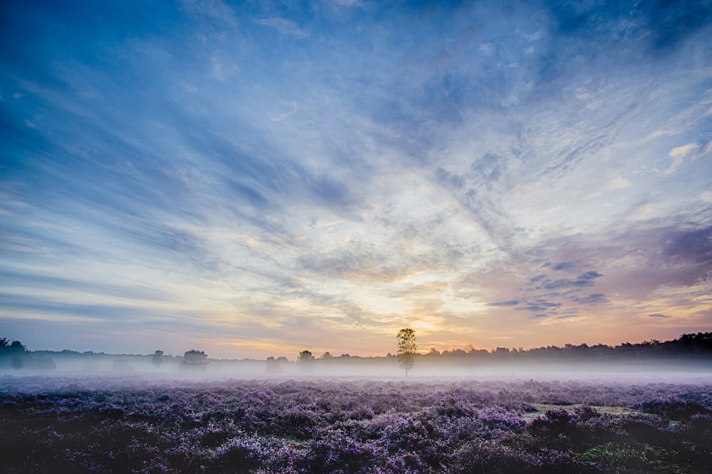 landscape photography of purple petaled flowers