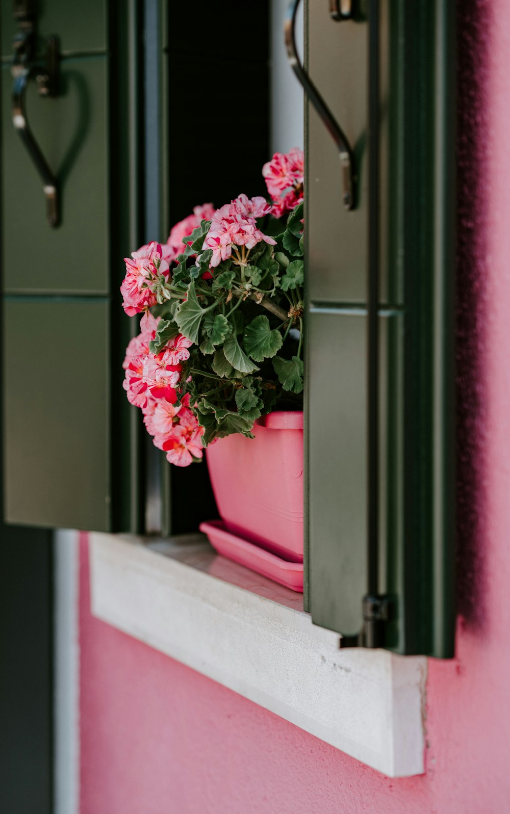 窓にピンクの花びらの花
