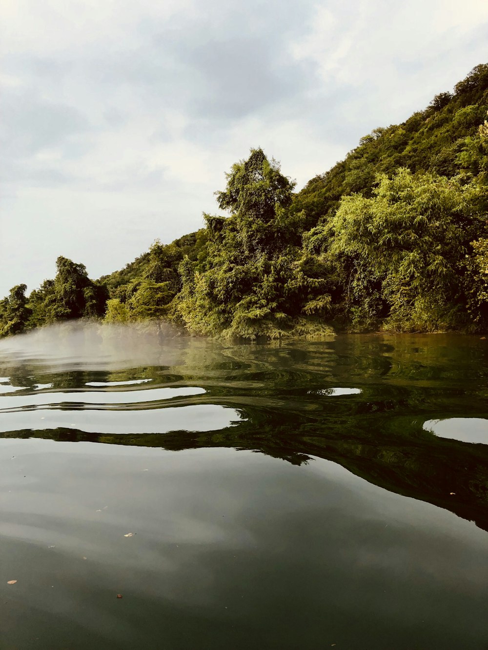 green tree beside the body of water