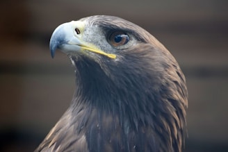Close-up of Águila's strong, noble face with a gentle expression.