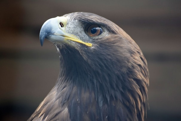 Close-up of Águila's strong, noble face with a gentle expression.
