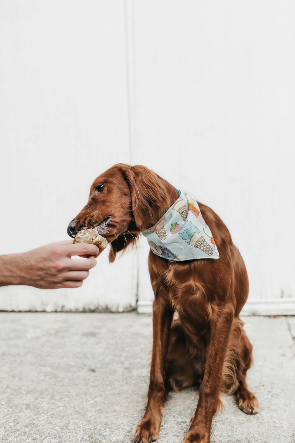 short-coated brown dog