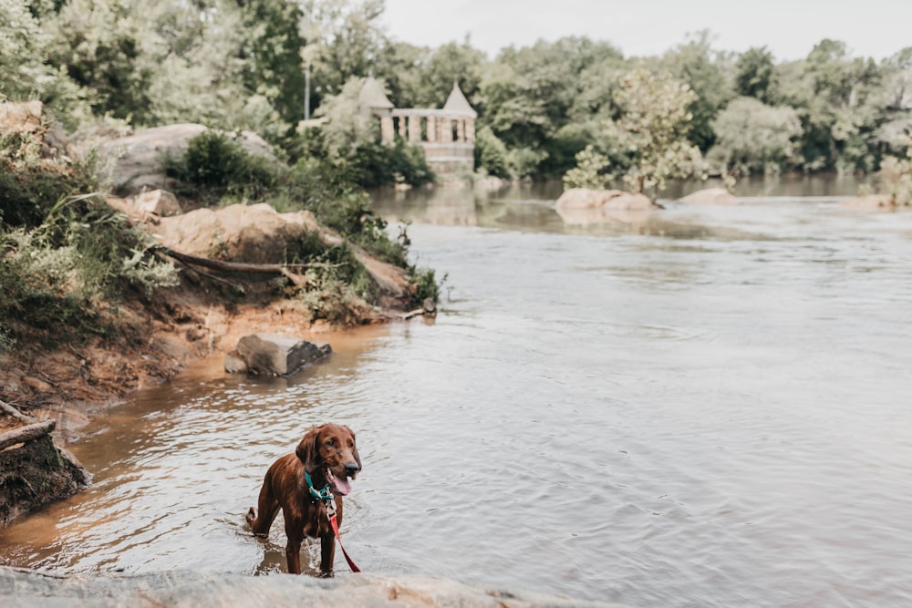 short-coated brown dog