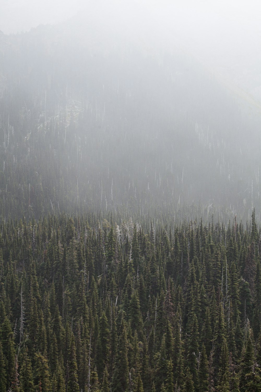 forest surronded by fog during daytime