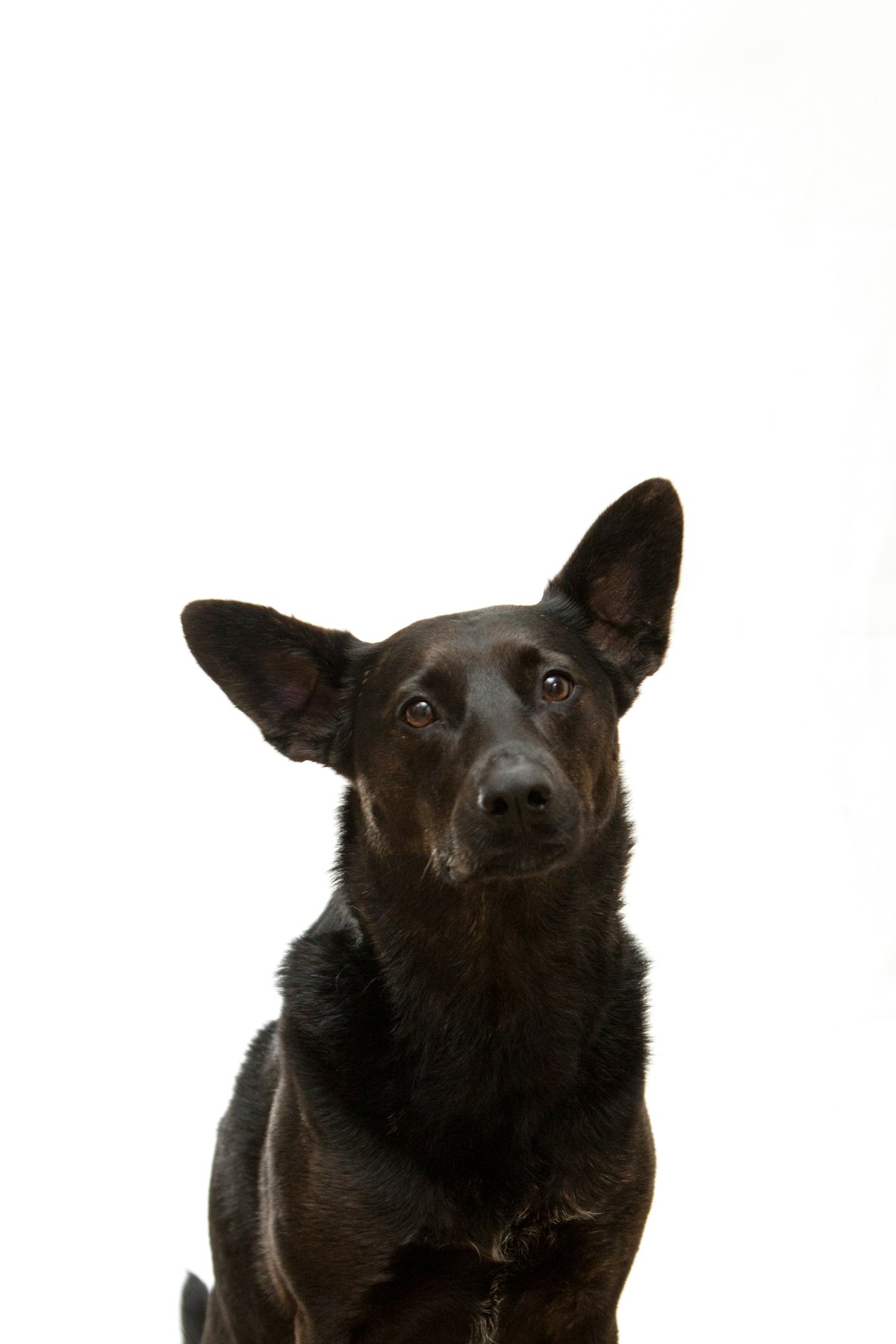 Senior dog engaged with a puzzle toy looking focused and happy