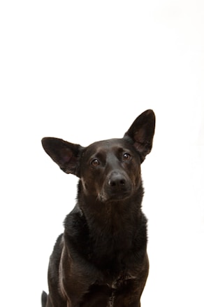 A black dog with large, upright ears and a shiny coat is looking attentively against a solid white background.