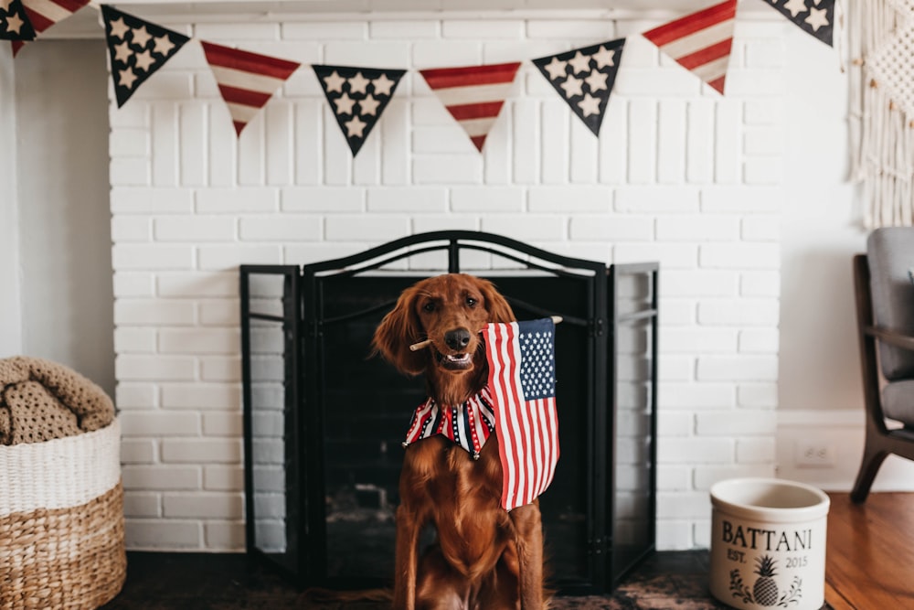 アメリカ国旗を噛むショートコートの茶色の犬