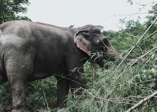 elephant standing in front of bamboo