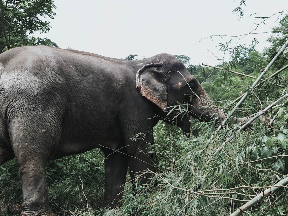 elefante in piedi davanti al bambù