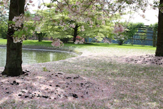 A serene park scene with soft sunlight filtering through cherry blossoms in bloom.