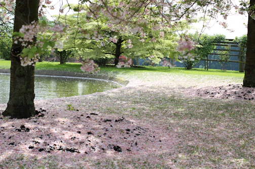 A serene park scene with soft sunlight filtering through cherry blossoms in bloom.