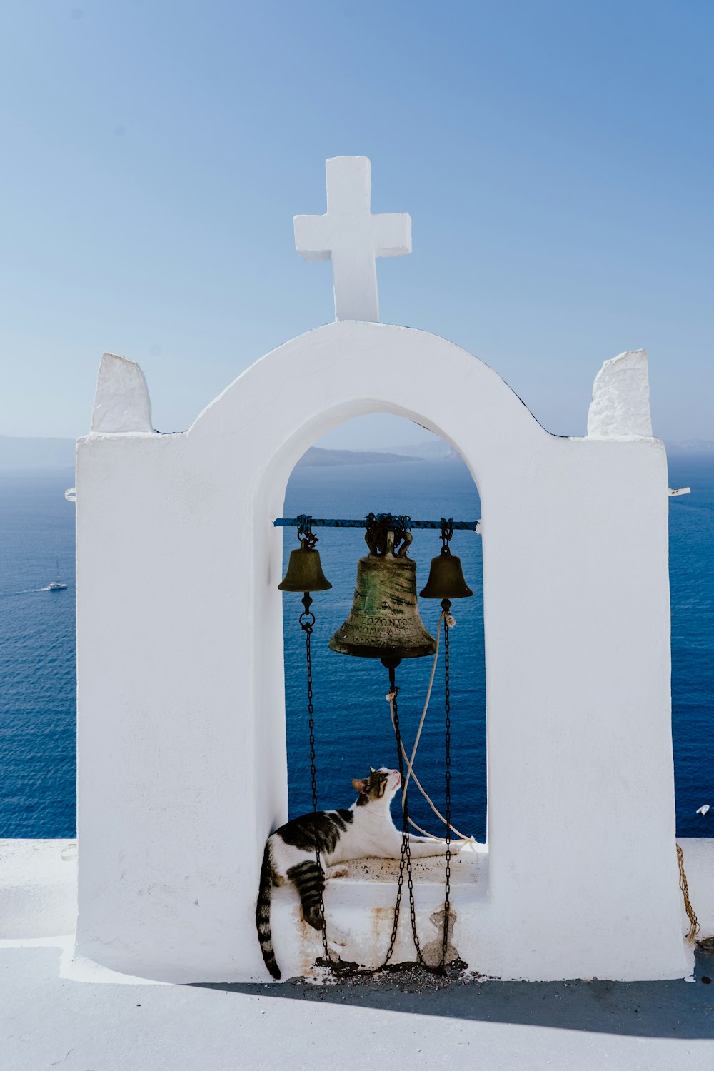 Chat gris et blanc à poil court sur cloche grise