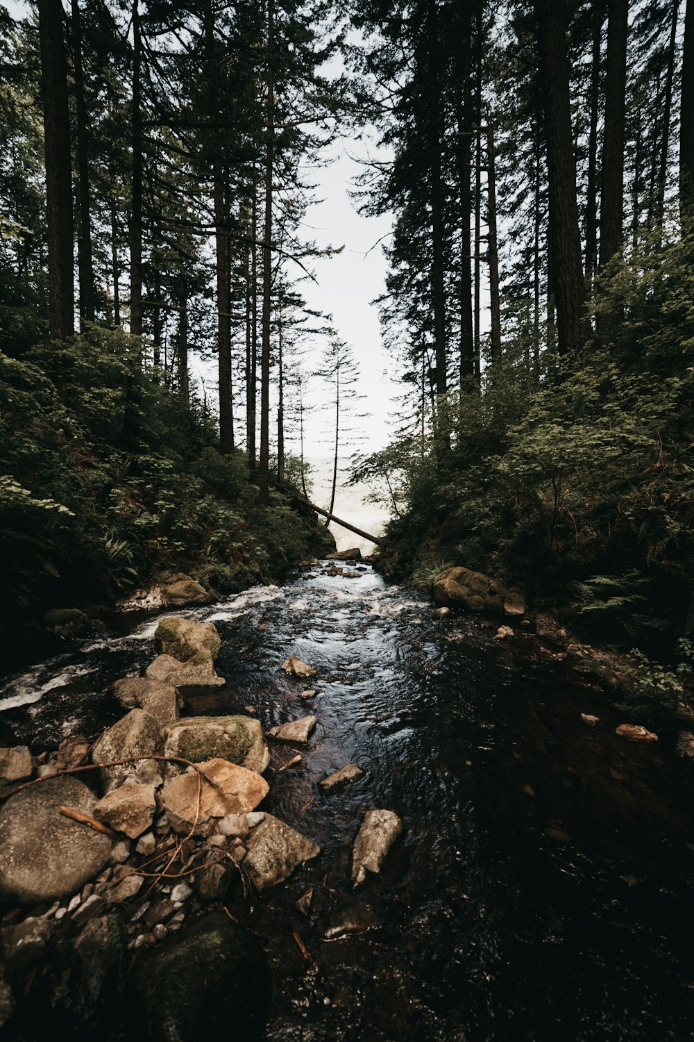 river between forest