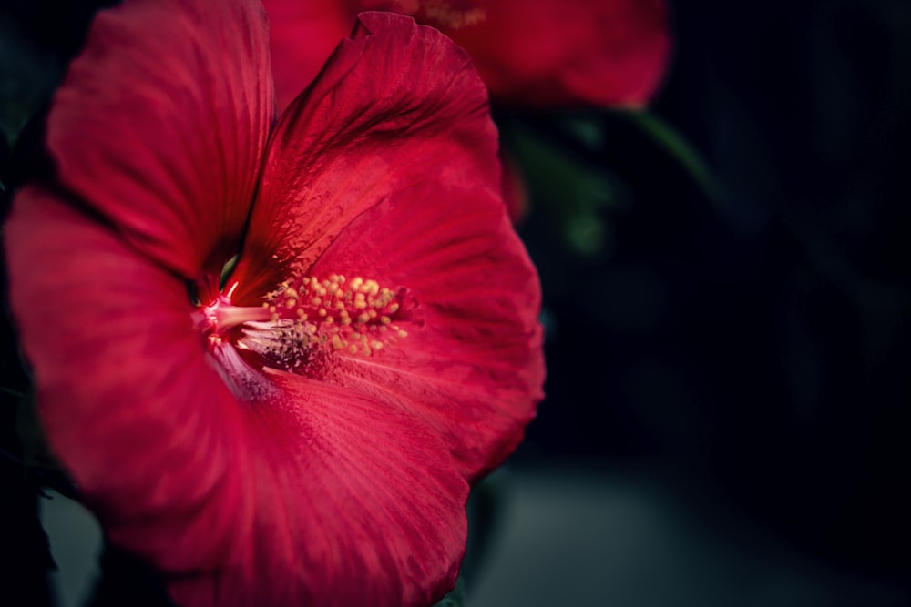 photo en gros plan de fleur d’hibiscus rouge