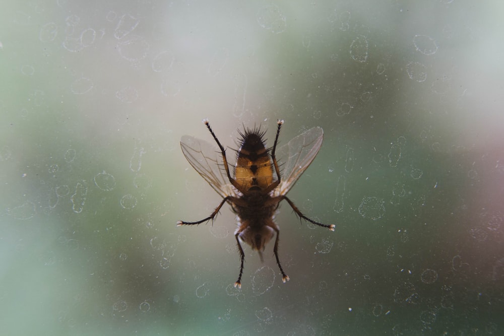 close up photo of black and brown fly on glass