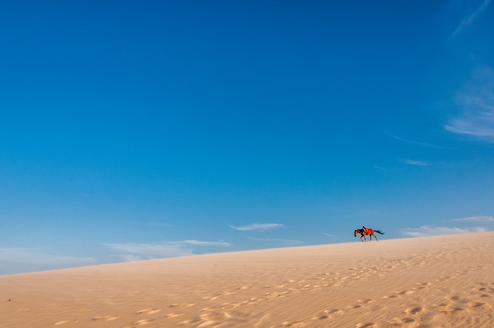 brown horse on desert during daytime