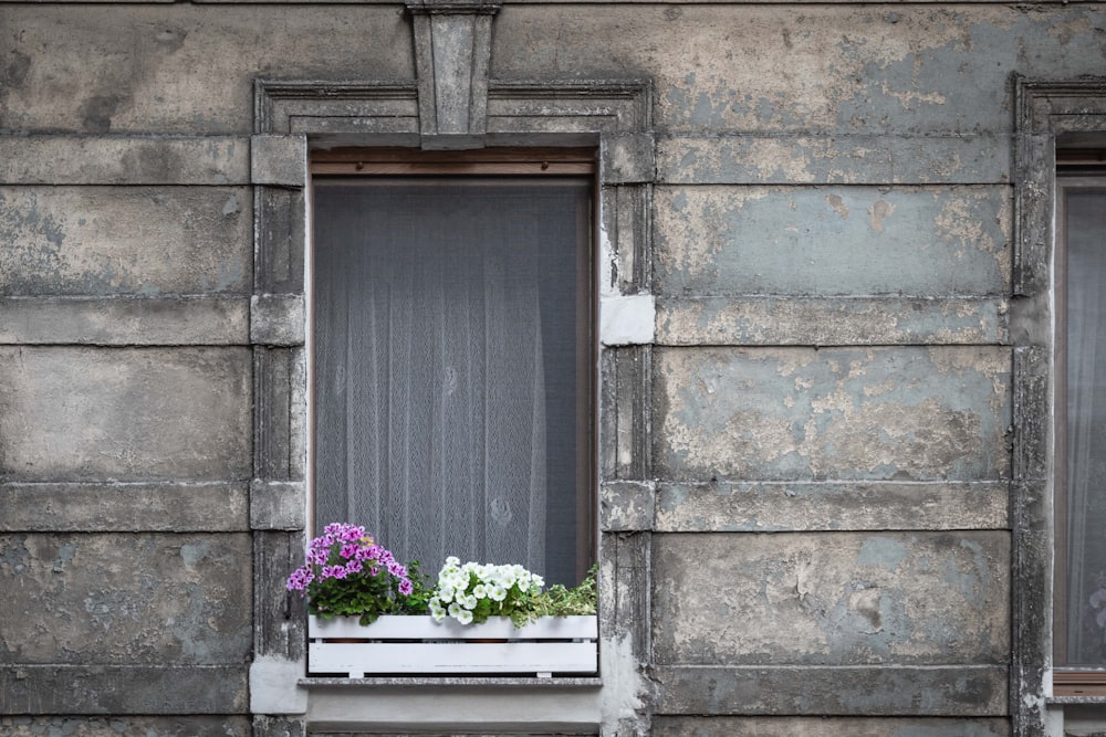 purple and white flowers with pot