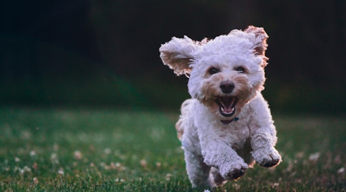 white shih tzu puppy running on the grass
