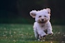 shallow focus photography of white shih tzu puppy running on the grass