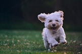 shallow focus photography of white shih tzu puppy running on the grass