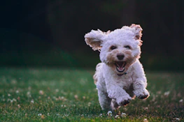 shallow focus photography of white shih tzu puppy running on the grass