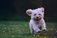 shallow focus photography of white shih tzu puppy running on the grass