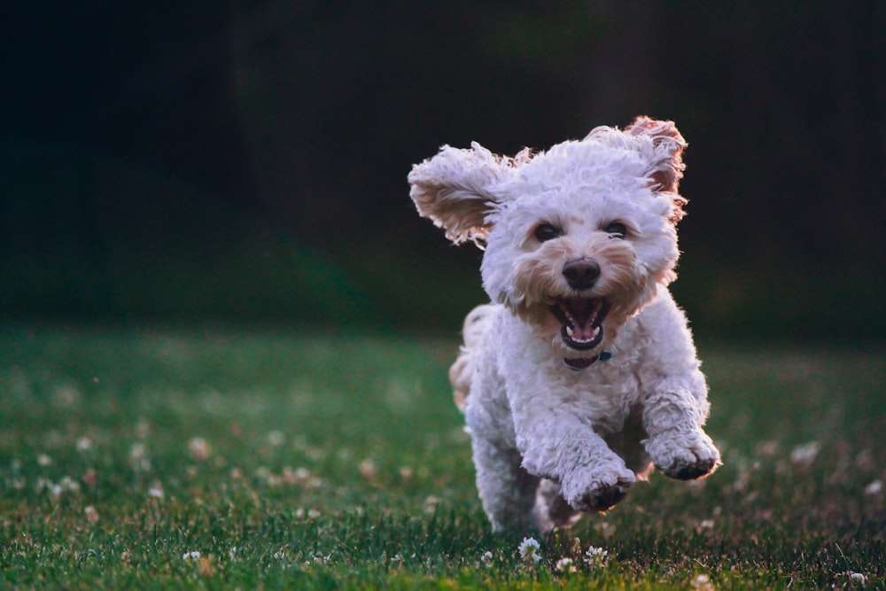 풀밭에서 달리는 흰색 Shih Tzu 강아지의 얕은 초점 사진