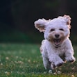 bichon qui court dans l'herbe