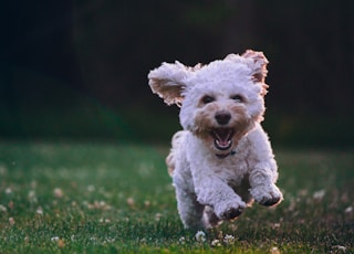 shallow focus photography of white shih tzu puppy running on the grass