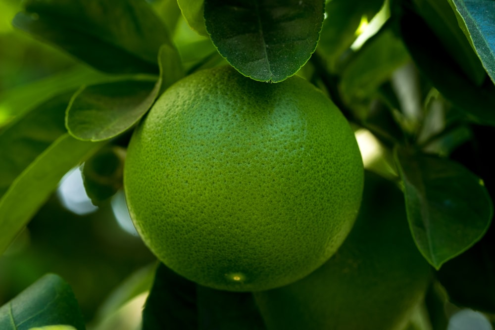 green waterdew fruit