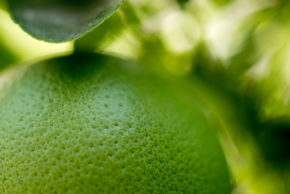 macro photography of green fruit