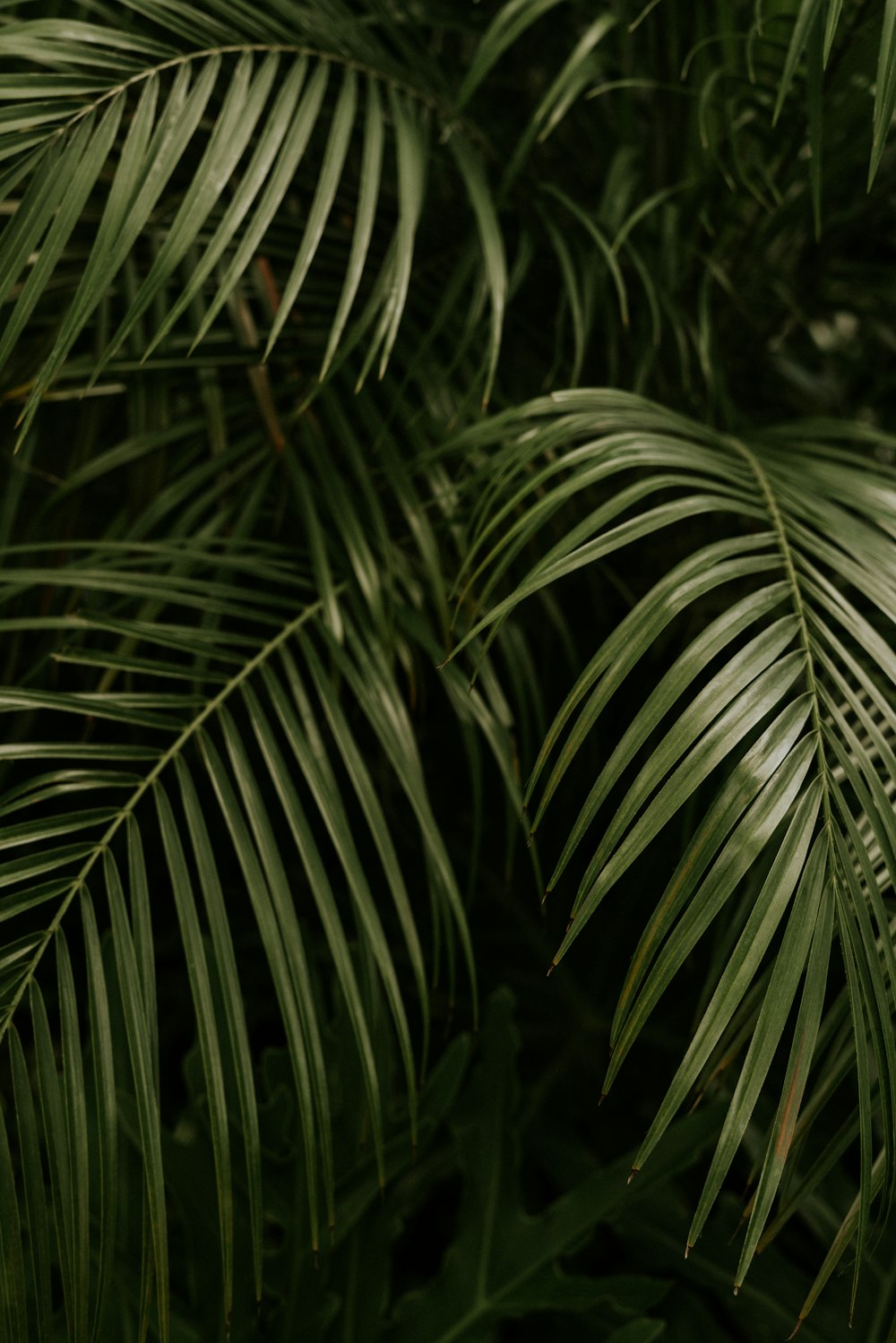 pianta a foglia lineare verde