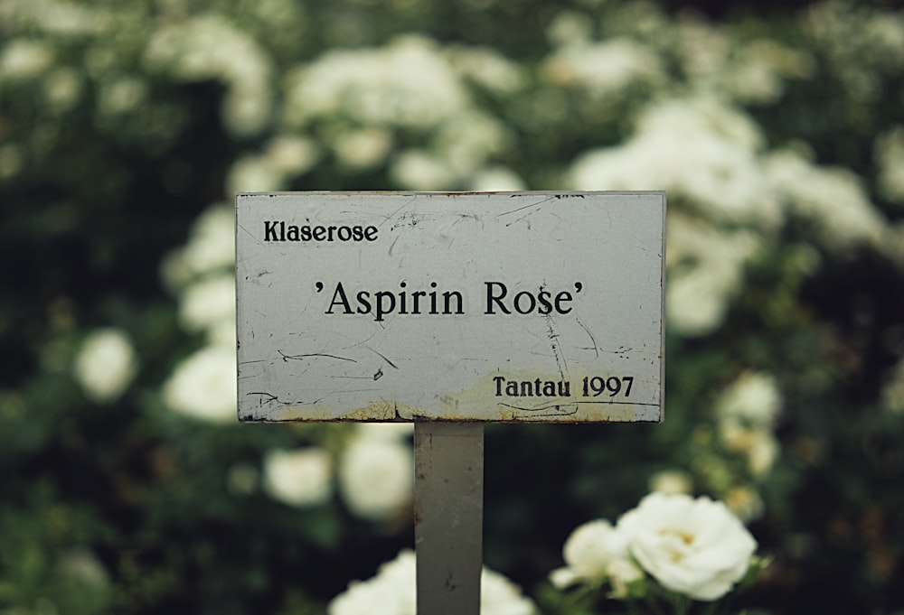 selective focus photography of Klaserose Aspiring Rose Tantau 1997 signage