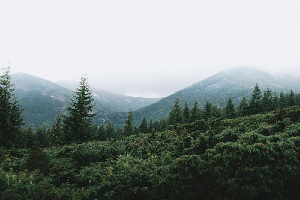 緑の木々や山々の風景写真