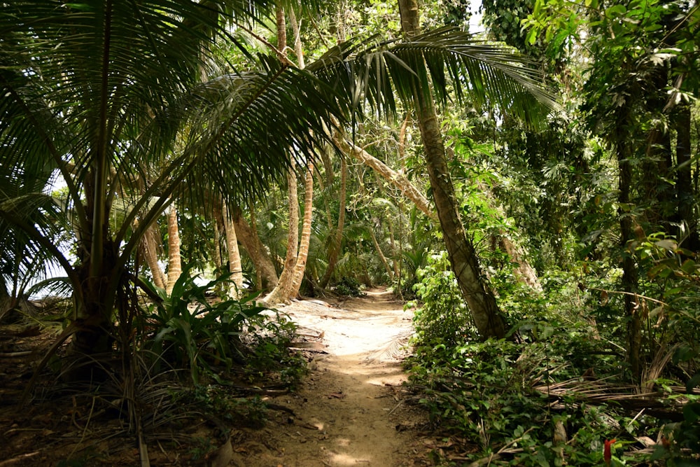 photo of pathway between trees