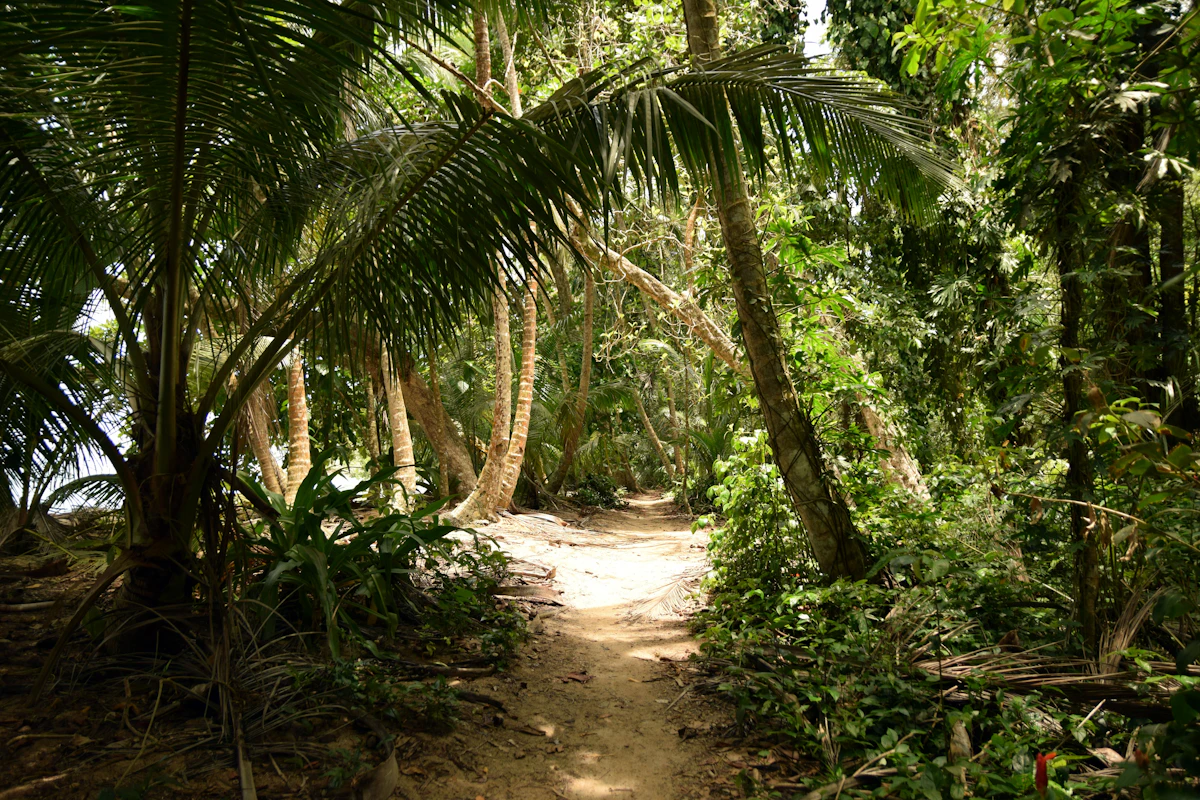 Sendero de piedra entre árboles en un bosque tropical