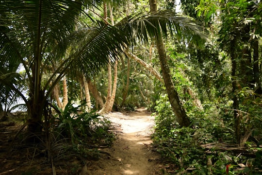 photo of pathway between trees in Tortuguero Costa Rica