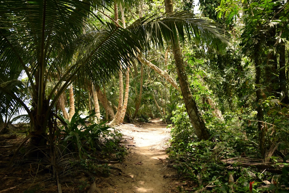 Foto del camino entre árboles