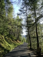 asphalt road surrounded by trees