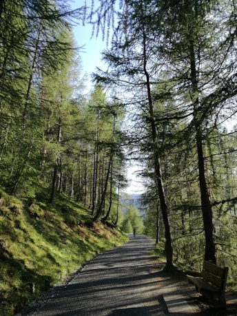 asphalt road surrounded by trees