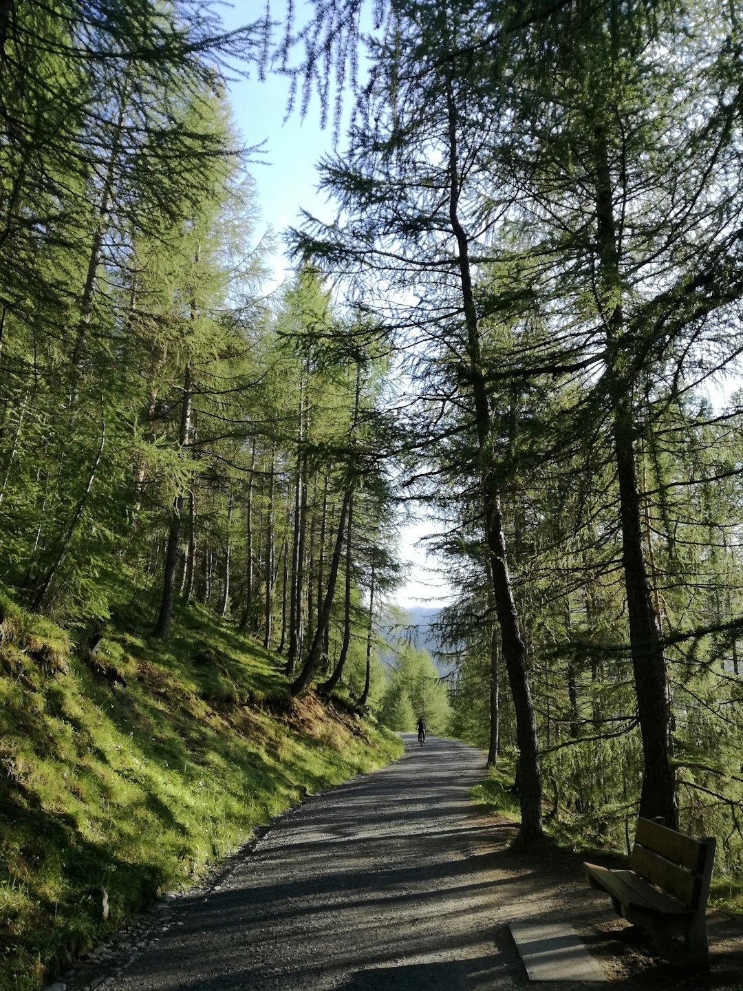 Forest photo spot Livigno Alps Lago di Tovel