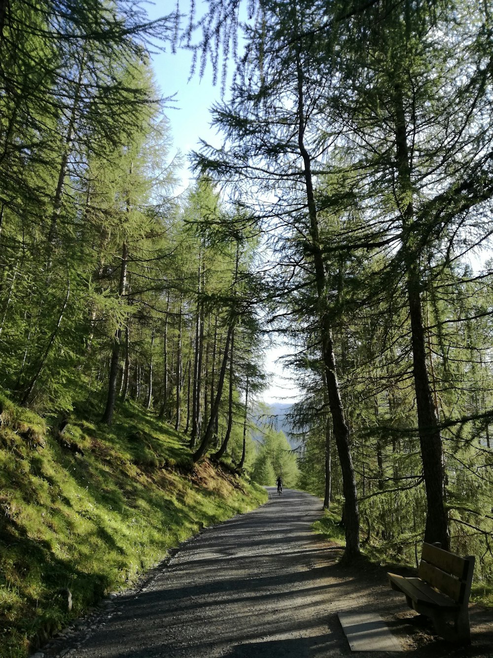 Asphaltstraße, umgeben von Bäumen